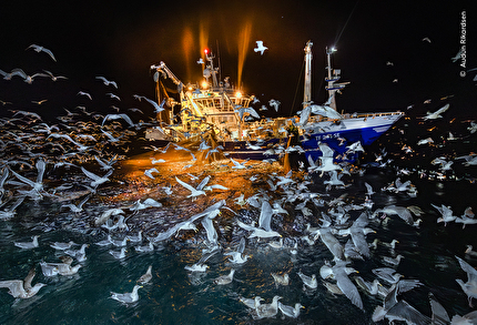 Wildlife Photographer of the Year 2025 - Wildlife Photographer of the Year 2025: The Feast by Audun Rikardsen, Norway. Winner, Oceans: The Bigger Picture