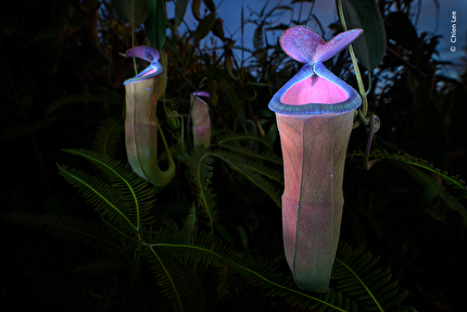 Wildlife Photographer of the Year 2025 - Wildlife Photographer of the Year 2025: Deadly Allure by Chien Lee, Malaysia Winner, Plants and Fungi