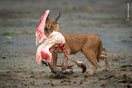 Wildlife Photographer of the Year 2025 - Wildlife Photographer of the Year 2025: Cat Amongst the Flamingos by Dennis Stogsdill, USA. Winner, Behaviour: Mammals