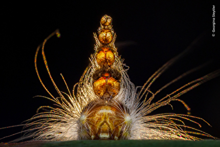 Wildlife Photographer of the Year 2025 - Wildlife Photographer of the Year 2025: Mad Hatterpillar by Georgina Steytler, Australia. Winner, Behaviour: Invertebrates