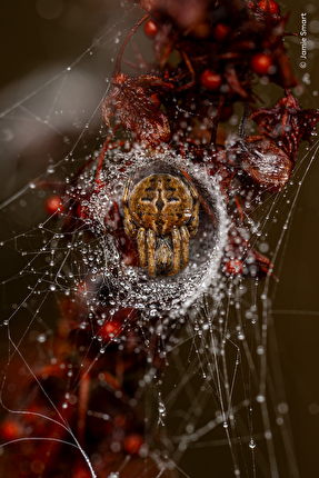Wildlife Photographer of the Year 2025 - Wildlife Photographer of the Year 2025: The Weaver’s Lair by Jamie Smart, UK. Winner, 10 Years and Under