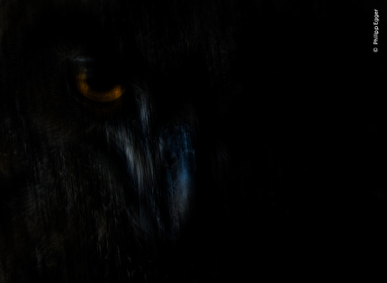 Wildlife Photographer of the Year 2025 - Wildlife Photographer of the Year 2025: Shadow Hunter by Philipp Egger, Italy. Winner, Animal Portraits