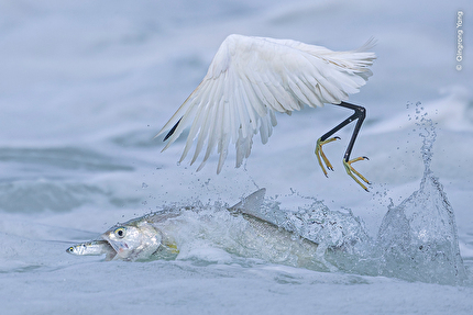 Wildlife Photographer of the Year 2025 - Wildlife Photographer of the Year 2025: Synchronised Fishing by Qingrong Yang, China. Winner, Behaviour: Birds