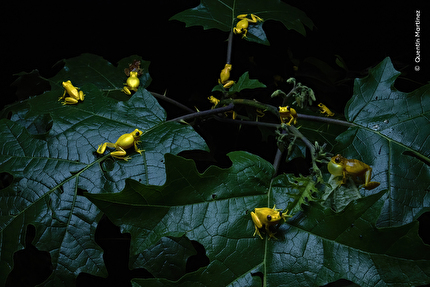 Wildlife Photographer of the Year 2025 - Wildlife Photographer of the Year 2025: Frolicking Frogs by Quentin Martinez, France. Winner, Behaviour: Amphibians and Reptiles
