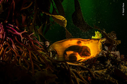 Wildlife Photographer of the Year 2025 - Wildlife Photographer of the Year 2025: Survival Purse by Ralph Pace, USA. Winner, Underwater