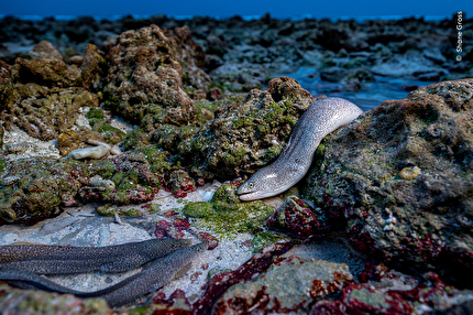 Wildlife Photographer of the Year 2025 - Wildlife Photographer of the Year 2025: Like an Eel out of Water by Shane Gross, Canada. Winner, Animals in their Environment