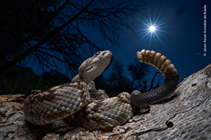 Wildlife Photographer of the Year 2025 - Wildlife Photographer of the Year 2025: Javier Aznar González de Rueda, Spain. Winner, Photojournalist Story Award
