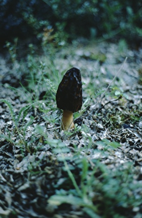 Cerro Pier Giorgio, Patagonia: Mario Manica, Renzo Vettori - Sponziola o Spugnola. Il nostro cibo scarseggia, Cerro Piergiorgio in Patagonia, 1985