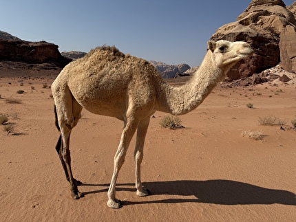 Wadi Rum, Jordan, Jebel Nassrani South, Nicole Berthod, Fay Manners - The first ascent of ‘Mukatila’ on Jebel Nassrani South at Wadi Rum in Jordan (Nicole Berthod, Fay Manners 11/2025) Wadi Rum, Jordan, Jebel Nassrani South, Nicole Berthod, Fay Manners - The first ascent of ‘Mukatila’ on Jebel Nassrani South at Wadi Rum in Jordan (Nicole Berthod, Fay Manners 11/2025)