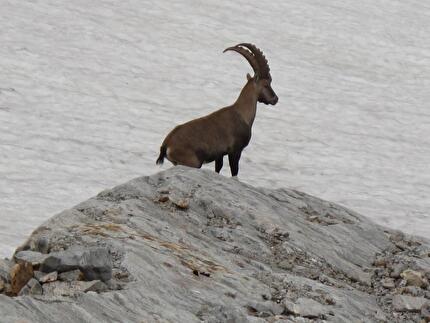Positivi risultati dei censimenti invernali dello stambecco nei Parchi dell’Ossola