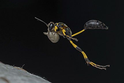 María Luisa Memorial Photo Contest - Bidyut Kalita - The Flying Engineer, María Luisa Memorial Photo Contest