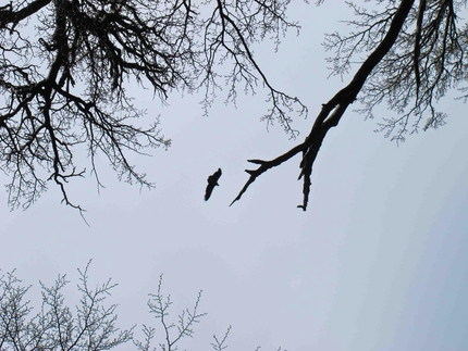 Andreas Fransson - Aguja Poincenot, Patagonia: It was a big dream coming try on this trips, to see Condors, lots of them...