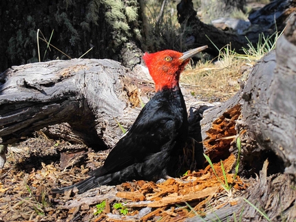 Andreas Fransson - Aguja Poincenot, Patagonia: Being in El Chalten before the real season was an amazing chance to get close to the wildlife.. This one was sitting in the middle of the path...