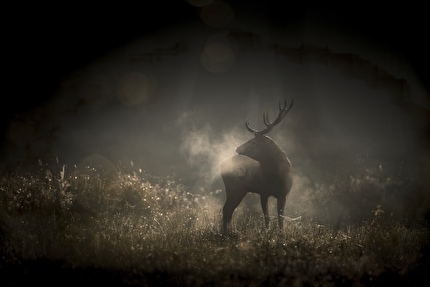 Le Chant des Forêts di Vincent Munier vince la Genziana d’Oro per il Miglior Film del Trento Film Festival 2026
