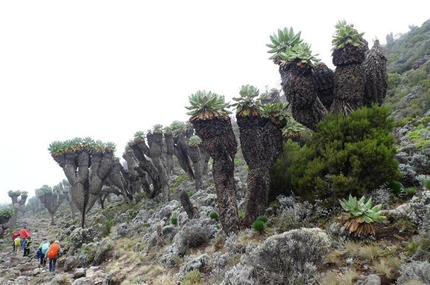 Kilimangiaro - Seneci giganti in arrivo al Barranco Camp