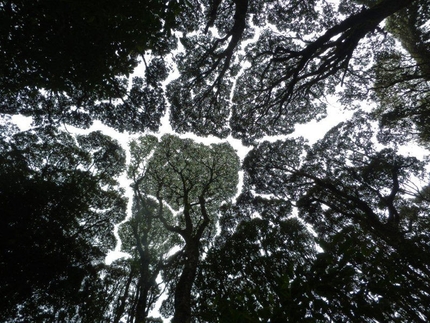 Kilimangiaro - La foresta montana pluviale. La volta verde dei macaranga