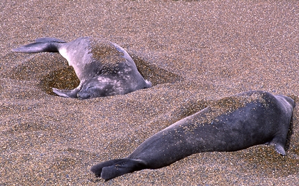 Patagonia - Leonesse di mare, Penisola Valdez