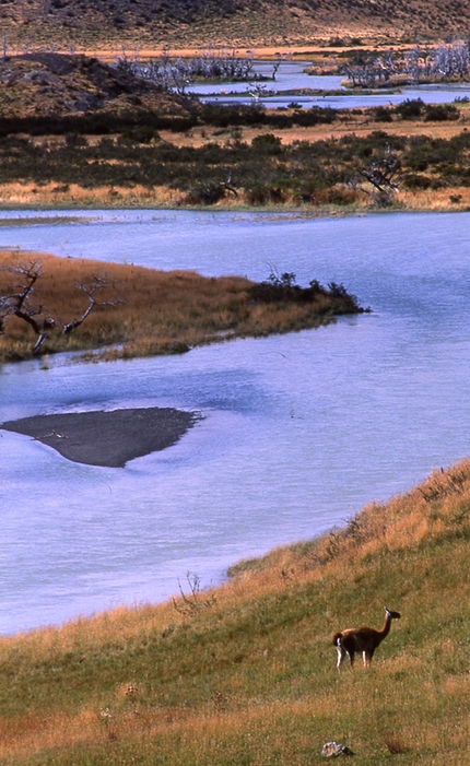 Patagonia - Guanaco, Torri del Paine