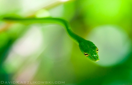 Damai Sentosa, Dragon's Horns, Malesia - Serpente nella giungla