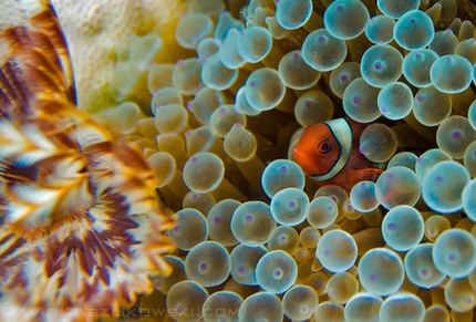 Damai Sentosa, Dragon's Horns, Malaysia - Clown fish and coral reef in front of our bungalows