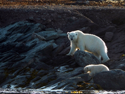 A Nord in barca a vela - Orsi, Isole Svalbard