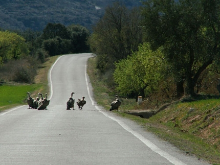 Climbing in Spagna - gyps fulvus