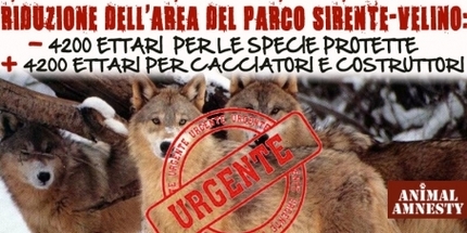 Ultimi giorni per salvare gli orsi e i lupi d'Abruzzo