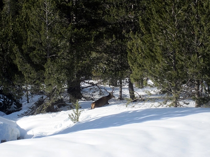 Transpirenaica - Paolo Rabbia and his great Pyrenees winter ski traverse