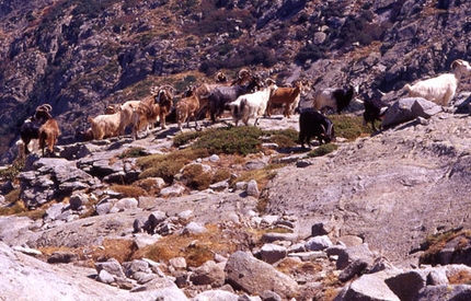 Corsica trekking - Lac de Nino - Capre in quota.