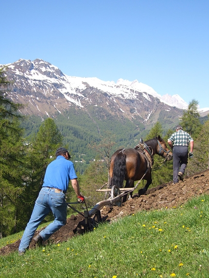 Good for Alps - Plowing at Larzonei, Livinallongo Col di Lana