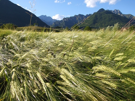 Good for Alps - Cultivating barley at Cesiomaggiore