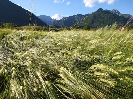 Good for Alps - Coltivazione di orzo a Cesiomaggiore