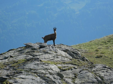 Gran Paradiso - Camoscio nel Parco Nazionale del Gran Paradiso