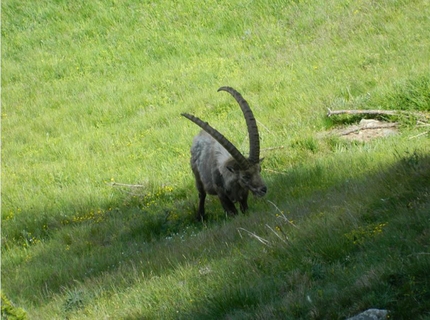 Gran Paradiso - Stambecco nel Parco Nazionale del Gran Paradiso