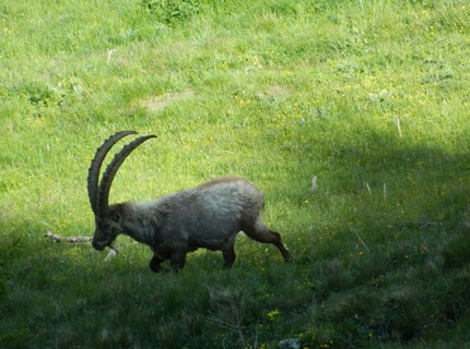 Gran Paradiso - Stambecco nel Parco Nazionale del Gran Paradiso