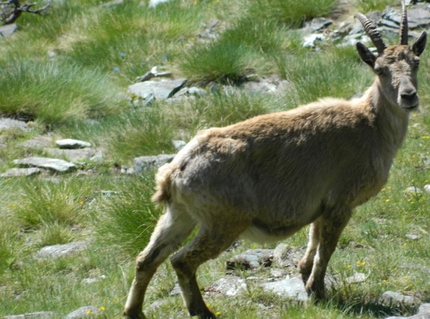 Gran Paradiso - Stambecco nel Parco Nazionale del Gran Paradiso