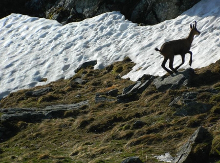 Gran Paradiso - Camoscio nel Parco Nazionale del Gran Paradiso