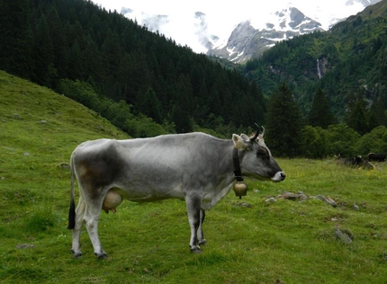 We Are Alps: un viaggio lungo l'arco alpino alla ricerca dell'agricoltura che resiste
