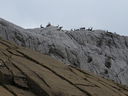 Across the Alps - Ivan Peri - Stambecchi svizzeri nel vallese su rocce bicolori in zona Wildhorn