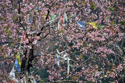 Rolwaling, Nepal, Himalaya - Trees in bloom.