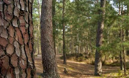 Fontainebleau, Niccolò Ceria - La mitica foresta di Fontainebleau in Francia