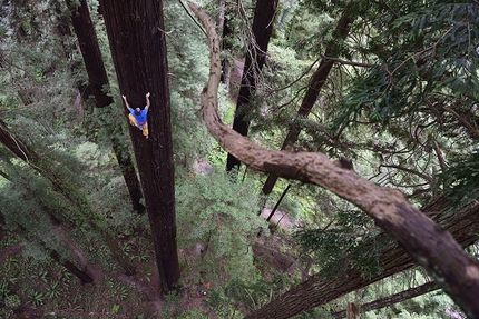 Chris Sharma, Redwood tree, Eureka - Chris Sharma climbing a Redwood tree in Eureka, CA, USA on 20 May 2015