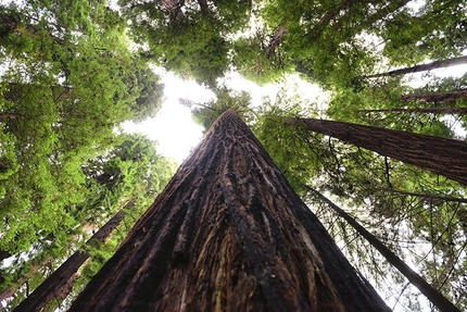 Chris Sharma, Redwood tree, Eureka - Chris Sharma climbing a Redwood tree in Eureka, CA, USA on 20 May 2015