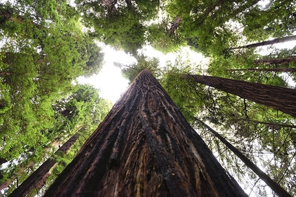 Chris Sharma, Redwood tree, Eureka - Chris Sharma sale un gigante albero di sequoia ad Eureka, USA, il 20 maggio 2015.