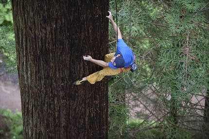 Chris Sharma, Redwood tree, Eureka - Chris Sharma climbing a Redwood tree in Eureka, CA, USA on 20 May 2015