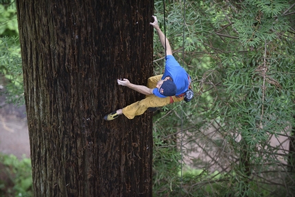 Chris Sharma, Redwood tree, Eureka - Chris Sharma sale un gigante albero di sequoia ad Eureka, USA, il 20 maggio 2015.