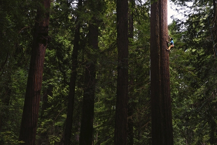 Chris Sharma, Redwood tree, Eureka - Chris Sharma sale un gigante albero di sequoia ad Eureka, USA, il 20 maggio 2015.