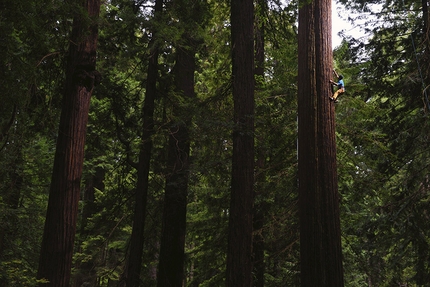 Chris Sharma, Redwood tree, Eureka - Chris Sharma climbing a Redwood tree in Eureka, CA, USA on 20 May 2015