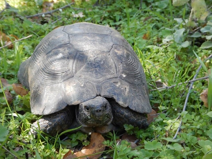 Gerovraxo, Leonidio, Greece, Simon Montmory - A giant turtles... at Gerovraxo, Leonidio, Greece