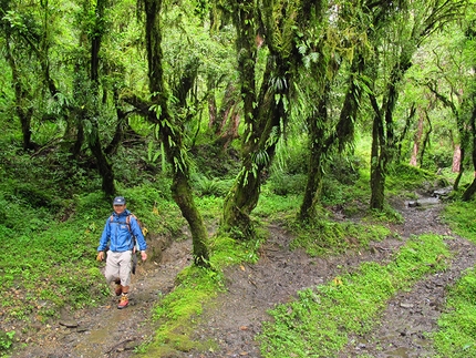 Nepal trekking - Trekking in Nepal: in the Annapurna Ghorepani forest